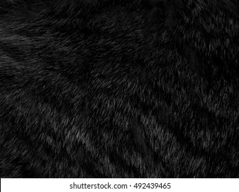 Natural Fur Of An Animal On Black And White Photography