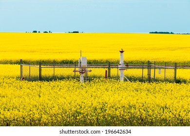 Natural Gas Wellheads In Yellow Blooming Canola Rapeseed Field Agricultural Farmland In Alberta, Canada