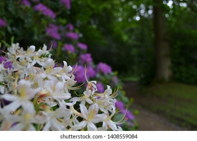 Natural Gawthorpe Hall In Spring