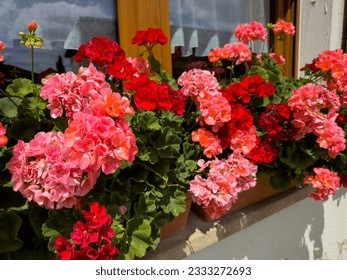 Natural Geranium red flowers near window, Germany. Hanging pink rose geranium bloom, rustic style.