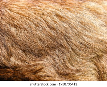 natural gold hair of an animal in the background close-up, leonberger long fur
