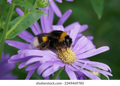 Natural gorgeous colorful closeup on a queen Large earth bumblebee, Bombus terrestris group, sitting on a blue Aster