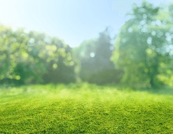Natural Grass Field Background With Blurred Bokeh And Sun Rays