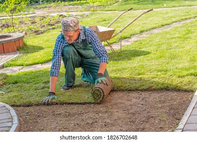 Natural Grass Turf Professional Installer. Gardener Installing Natural Grass Turfs Creating Beautiful Lawn Field.