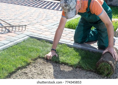 Natural Grass Turf Professional Installer. Gardener Installing Natural Grass Turfs Creating Beautiful Lawn Field. - Shutterstock ID 774345853