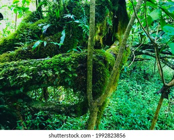 natural grassy, ferns, beauty of nature - Shutterstock ID 1992823856