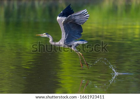 natural gray heron (ardea cinerea) taking-off from water with spread wings ストックフォト © 