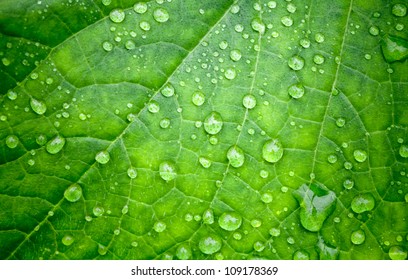 Natural Green Background With Leaf And Drops Of Water