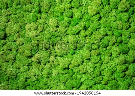 Natural green background. Green moss close up. Background with vegetation on tepo eco-friendly. Green eco texture. Natural pattern. Background with natural plants. Texture on topic ekofrendli