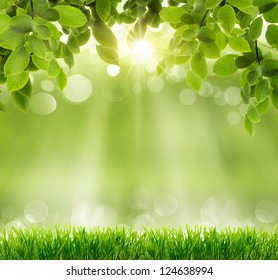 естественный зеленый фон с селективным фокусом