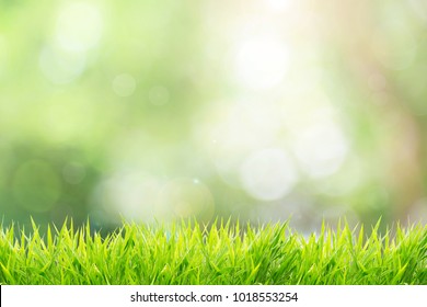 Natural green background with spring or summer