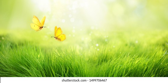 Natural Green Background Of Young Juicy Grass In Sunlight With Beautiful Bokeh. Lush Grass Macro And Two Flying Butterflies In Nature Outdoors, Wide Format With Copy Space.