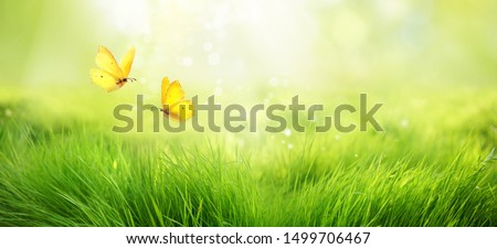 Natural green background of young juicy grass in sunlight with beautiful bokeh. Lush grass macro and two flying butterflies in nature outdoors, wide format with copy space.