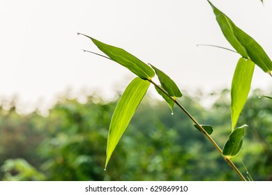 Natural Green Bamboo Leaf With Wather Drop