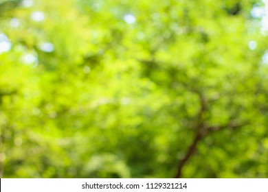 Natural green blur background in sunlight , Abstract round bokeh from green leaves, blurred background. Amazing wallpaper. - Shutterstock ID 1129321214