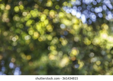 Natural Green Bokeh Background Forest 