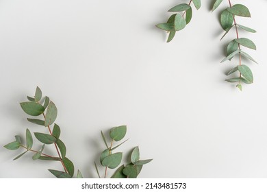 Natural green eucalyptus branches on empty light grey background with copy space. Trendy layout with fresh plant. Eco spring concept. Skin care product advertising. Top view. minimal composition.