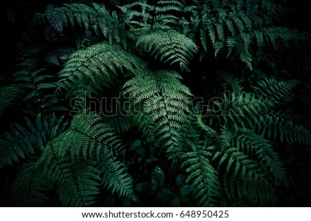 Natural green fern in the forest.close up