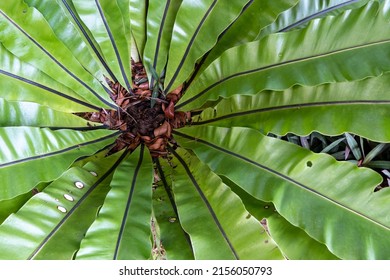 The Natural Green Fern Leaf Closeup 