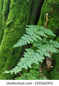 Natural Green In Forest At Sukhothai Province In Thailand