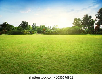 Natural green grass field in sunrise