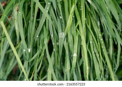 Natural Green Grass With Water Drops Background, Fresh Lawn Top View