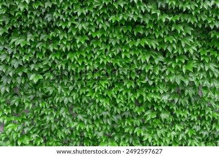 Natural green ivy leaves growing on the wall or fence as vertical garden can be used for background or wallpaper. Leaves wall texture background. An ivy-covered wall. Green Ivy wall. 