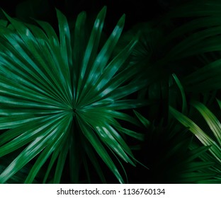 Natural green leaf in the forest.close up