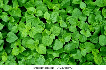 Natural Green Leaf Pattern for Background