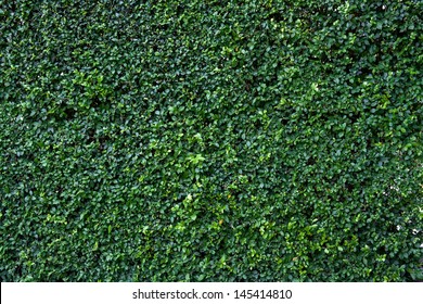 Natural green leaf wall, eco friendly background