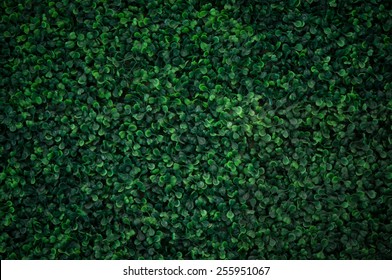 Natural green leaf wall, Texture background