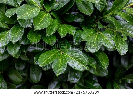 Natural green leafy background. Wet juicy green leaves of the evergreen shrub Prunus laurocerasus close-up.