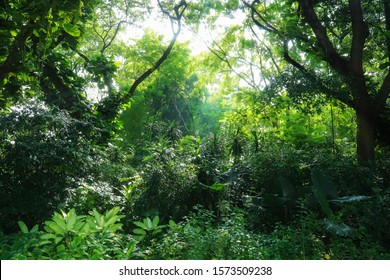 Natural Green And Leafy Forest Background