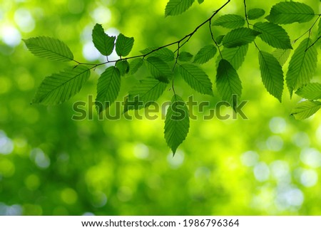 Similar – green leaves of a tree top