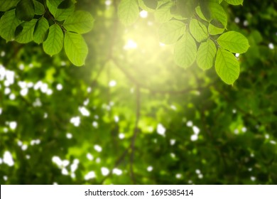 Natural green leaves on bokeh with sun light and blurred greenery background in garden with copy space. Safe world and ecology concept. - Shutterstock ID 1695385414