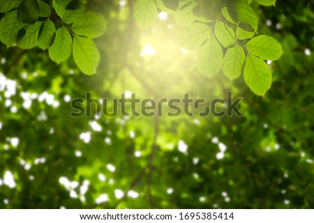 Natural green leaves on bokeh with sun light and blurred greenery background in garden with copy space. Safe world and ecology concept.