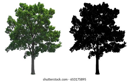 A Natural Green Leaves Tree With Black Alpha Mask Isolated On White Background 