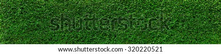 Natural Green leaves wall background, No pattern