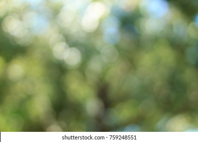 Natural Green Leaves White Background - Colorful Summer Texture