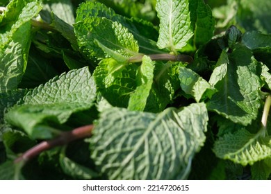 Natural Green Mint Leaves In The Summer Garden, Vibrant Papermint Leaf Closeup, Fresh Aroma Spearmint, Greenery For Food And Drink, Plant Detail, Menthol Ingredient Background.