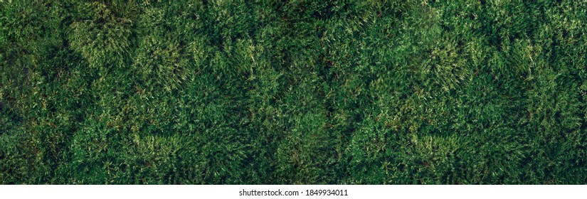 Natural green moss background. Top view. Copy space. Biophilic design. Organic, wild nature concept. Banner
