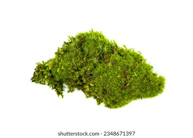 Natural green moss close up. Isolated on white.
