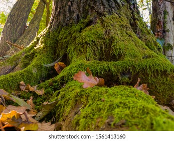 Natural Green Moss On The Old Oak Tree Roots. Sunny Autumn Day In The Forest. Fall Colors In Woodland. Oak Bark Overgrown With Moss. Natural Fantasy Forest Background - Image