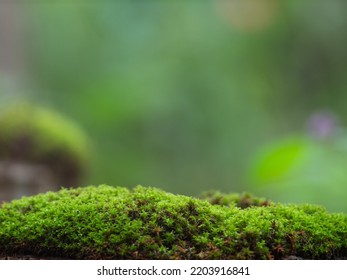 Natural green moss for product presentation or packaging. Background for cosmetic products. A pedestal for an empty show.