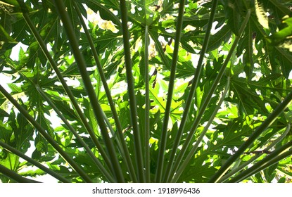 Natural Green Papaya Leaves Texture, Pinnacle Structure Abstract Background. Bottom Angle View, Horizontal Orientation Image Style.