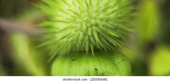 Natural Green Plant And Flowers Macro Landscape Background Image