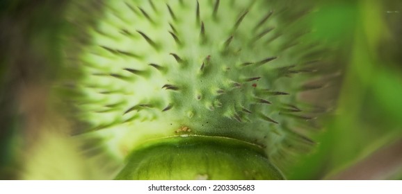 Natural Green Plant And Flowers Macro Landscape Background Image