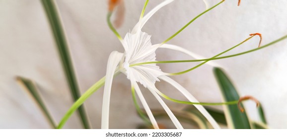 Natural Green Plant And Flowers Macro Landscape Background Image