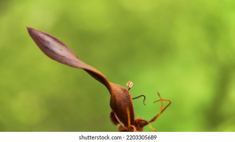 Natural Green Plant And Flowers Macro Landscape Background Image