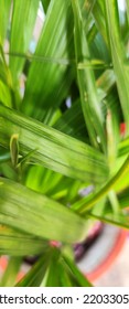 Natural Green Plant And Flowers Macro Landscape Background Image